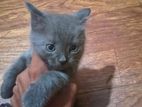 Persian Mix Cat