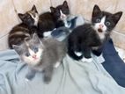 Persian Mix Cats