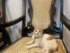 Persian Mix Female Cat for Kind Home