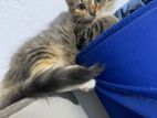 Persian Mix Kitten