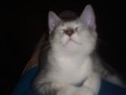 Persian Mix For