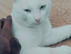 Persian Mix