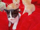 Persian Mix