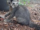 Kittens for Kind Home