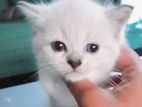 Persian Mix Kitten