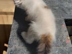 Persian Mix Kitten
