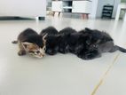 Persian Mix Kittens