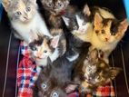 Kittens for Kind Home