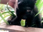 Persian Mix Kittens