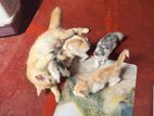 Persian Mix Kittens for Kind Home