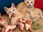 Persian Mix Kittens
