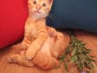 Persian mix kittens