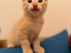 Persian mix kittens