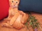 Persian Mix Kittens for Kind Home