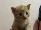 Persian mix kittens