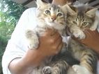Persian Mix Kittens