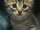 Persian mix kity