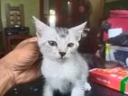 Persian Mix to kind home