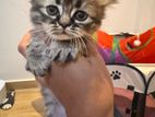 Persian Mix Turkish Angora