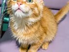 Persian Mixed Cat