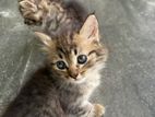 Persian Mix Cats