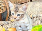 Persian mixed crose kittens