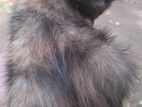 Persian Mixed kitten - Mother Purebred Father mix