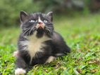 Persian Mixed Kittens for Kind Home