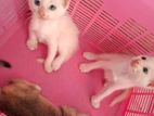 Persian Mixed Kittens for Kind Home