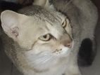 Persian Mixed Kittens