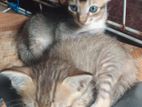 Persian Mixed Kittens