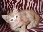 Persian Mixed Kittens