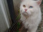 Persian odd eye Cat for Crossing
