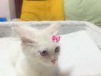 Persian Odd Eye Cat
