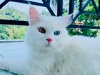 Persian Kitten