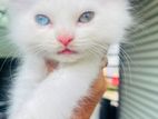 Persian odd eyes