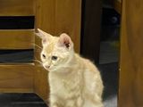 Persian Orange Eyes Cat