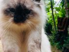 Persian Cat