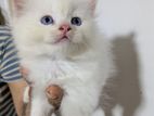 Persian Cat
