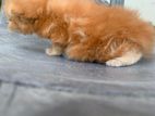 Persian Kitten