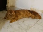 Persian Breed Cat