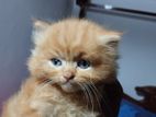 Persian Pure Breed Jinger Kittens