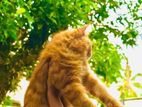 Persian Ginger Cat