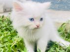 Persian White Cat