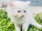 Persian White Cat