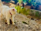 Persian Pure White Cat