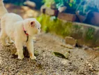 Persian Pure White Cat