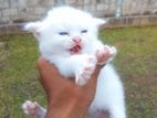 Persian Pure White Cat