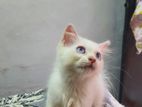 Persian Pure White Kitten