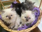 Persian Purebred Kittens